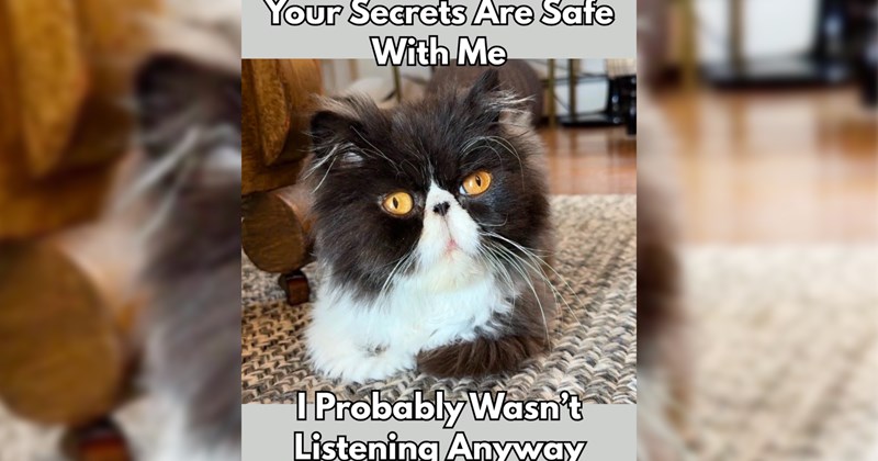 28 Sweet n Scratchy Cat Memes Curl Up with When you Need Afternoon Attitude Adjustment  | thumbnail includes one image which shows a black and white cat orange eyes loafing ‘Your secrets are safe with me’ ‘I probably wasn’t listening anyway’