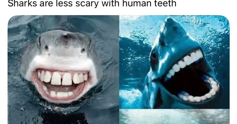 28 Smile Smearing Animal Memes Leave you Laughing Fully Pawsitivity | thumbnail includes one image which shows two sharks with human teeth instead of shark teeth ‘Sharks are less scary with human teeth’