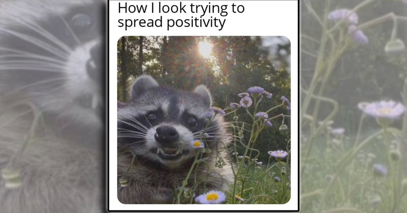 humor dogs pets back to school comedy family Cats funny animals Funny Animals - 46728709