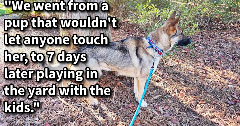 Ex-working German Shepherd scheduled be put to sleep saved by dog loving family, but when pup refuses leave kennel they understand have some work let this dog love again: ‘She's more bonded understood any dog Ive ever owned.’ | thumbnail includes one image which shows a german shepherd standing under a tree on blue leash ‘“we went from a pup that wouldn’t let anyone touch her, to 7 days later playing in the yard with the kids.”’