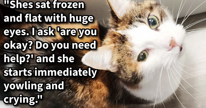 Heartless hooman dumps cat from car window, but didn’t count on dog pawrent witnessing cruelty generously giving cat home finding furever pawrents: ’Someone came by to meet her will be taking her home | thumbnail includes one image which shows a white, orange and black cat loafing looking up ‘“Shes sat frozen and flat with huge eyes. I ask ‘are you okay? Do you need help?’ and she starts immediately yowling and crying.”’