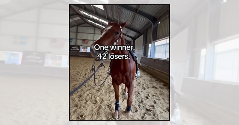 horse memes Horse Racing horse racing memes Animals equestrian equestrian humor horse riding horses funny animal memes horse race - 46735621