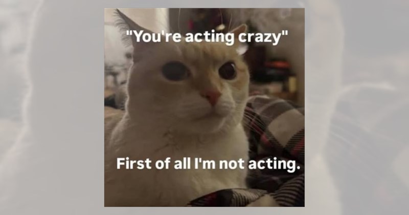 lolcats silly cats wholesome cats adorable cats love cats cute cats funny cats Cats hilarious cats cat memes Cats - 46737157