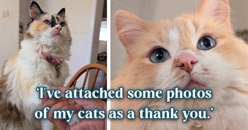 13 text pictures, 3 cat pictures | thumbnail includes two pictures of cats, and ‘I've attached some photos of my cats as a thank you.’