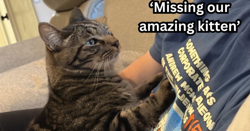 First time cat owners find the cat of their dreams, they return from vacation but cat went missing, they refuse to give up hope she'll return 