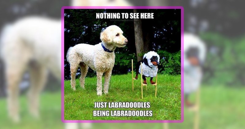 27 dog memes | thumbnail includes one meme including 'NOTHING TO SEE HERE JUST LABRADOODLES BEING LABRADOODLES'