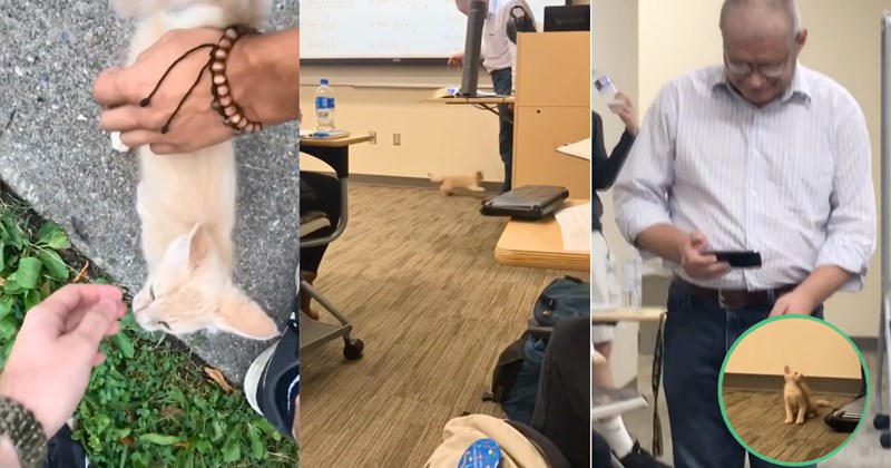 Story of kitten rescue and kitten attending calculus class | Thumbnail includes one picture of hands petting an orange kitten, one picture of a kitten playing with a laser pointer, one picture of an orange kitten, and one picture of a professor filming