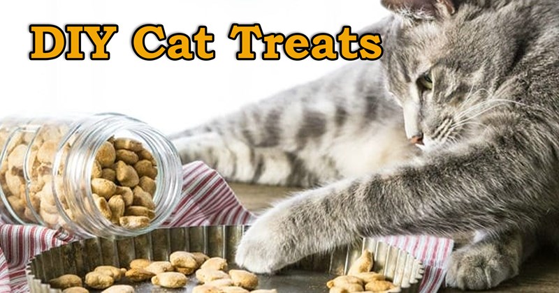 five treats you can make for your cat at home | thumbnail includes one picture of a cat reaching for a snack in a bowl 'DIY cat treats'
