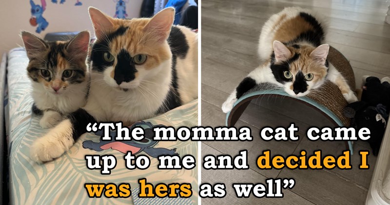 story about a young student gifting a kitten to his teacher and the teacher adopting both the kitten and the mother | thumbnail includes two pictures of a calico cat mother and kitten 'The momma cat came up to me and decided I was hers as well'
