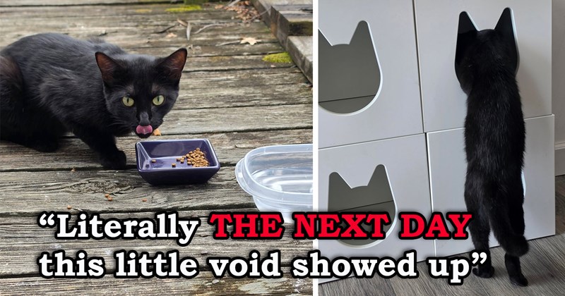 story about a couple getting adopted by a kitten | thumbnail includes two pictures of black kittens 'Literally THE NEXT DAY this little void showed up'