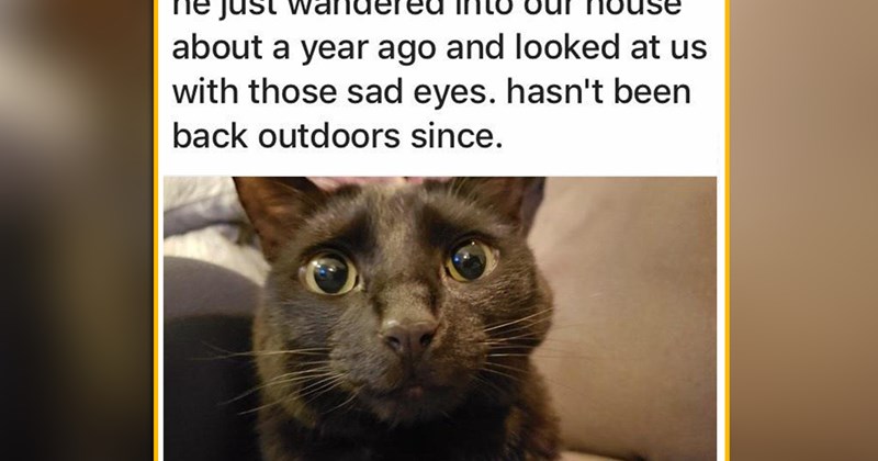 funny and wholesome cat memes for fall | thumbnail includes one meme of a black cat with kind eyes 'he just wandered into our house about a year ago and looked at us with those sad eyes. hasn't been back outdoors since'
