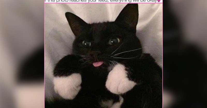 23 Precious Purring Kitties to Remind You That Life Has Its Lovely Little Moments