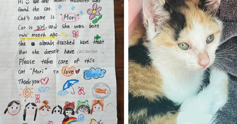 'Wherever you take me, raise me with love': Kitten in Korea found in a box with a heartwarming note, rescuers drive hours to find her a furrever home 