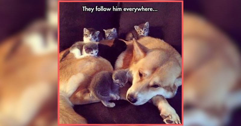 A Family Night of Pet Memes for a Wholesome Evening With the Furry Fam