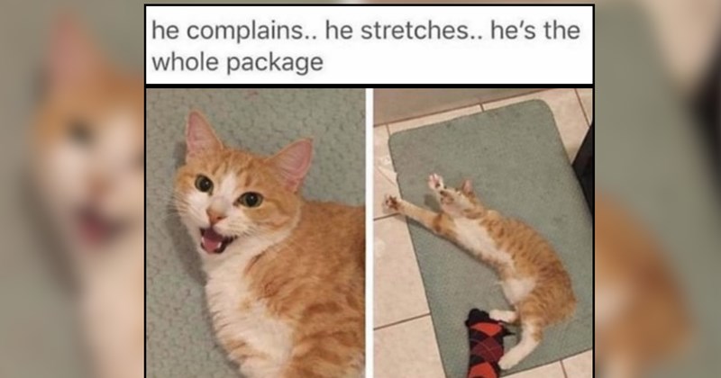24 Heartwarming Cat Memes for a Simple Monday Perk Me Up 