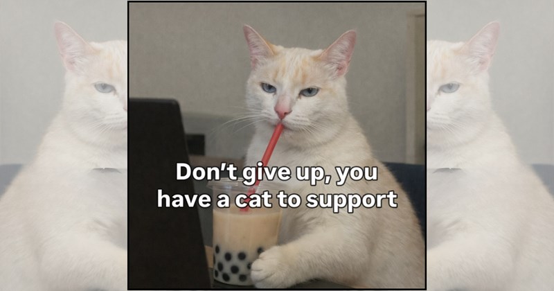 cozy memes wholesome cats adorable cats fall season cat memes Cats - 46746373