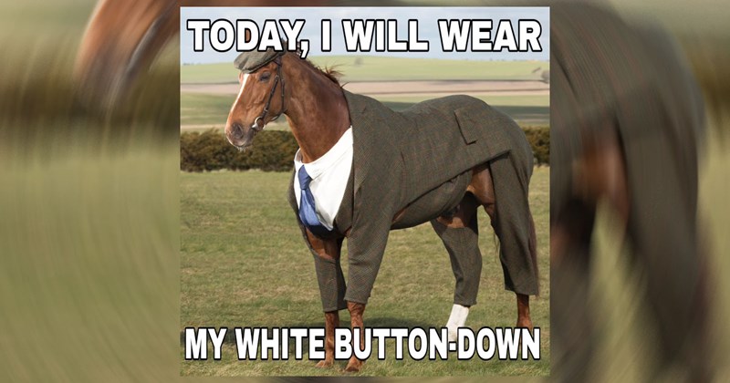 i own a horse equestrian racing race funny memes cute animals Memes horse memes horses funny animal memes animal memes farm animals horse funny meme Animals - 46747653