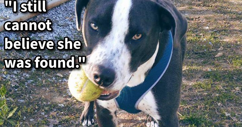 After being found 10 miles from home, anxious runaway shelter dog has finally been reunited with her pawrent, says: ‘I have had such heavy heart ever since she went missing, but now I'm finally looking forward to waking up to her in the morning.’ | thumbnail includes one image which shows a black and white dog with tennis ball in mouth near train tracks ‘“I still cannot believe she was found.”’