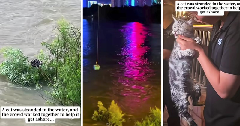 Rescues & Adoption stranded kitten flood rescue animal rescue heartwarming animals drone rescue cat rescue kitten rescue viral animal rescue video - 46749957