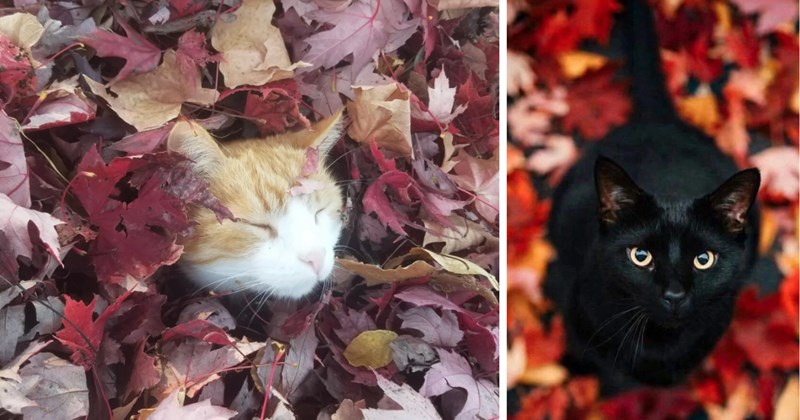 27 cat pictures | thumbnail includes two pictures of cats