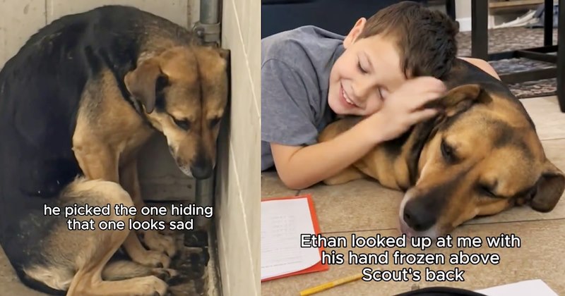 Shelter dog scared of everything, finally learns love again thanks to consistent, care-filled encouragement of his fur family, ending months of physical fear filled misery for pup: ‘The dog who kept 3 feet distance, now can’t be more than 3 inches away.’ | thumbnail includes two images one image shows a curled up scared black and brown dog in corner ‘he picked the one hiding that one looks sad’, the other image shows a young boy lying on black and brown dog smiling ‘Ethan looked up 