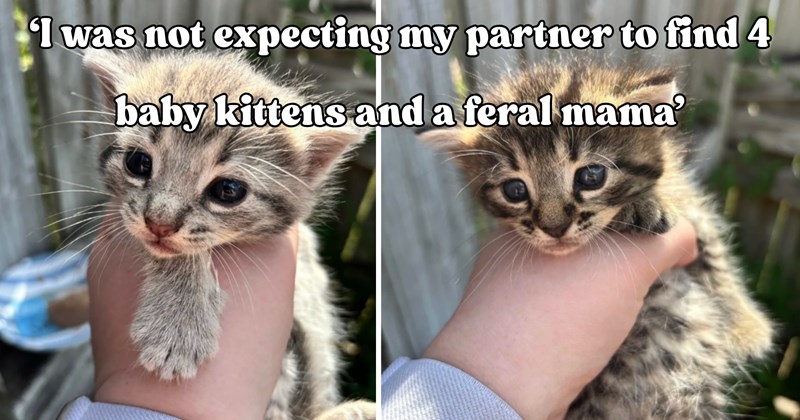 30 pictures of cats and text | thumbnail includes two pictures of a cat and one picture of text including '‘I was not expecting my partner to find 4 baby kittens and a feral mama’' 