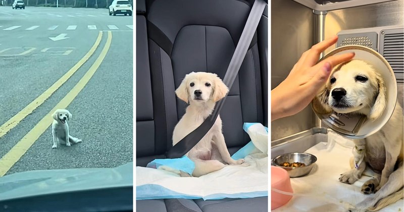 Rescues & Adoption heartwarming story puppy rescue injured puppy rescue dog animal rescue stray puppy viral animal rescue video Dog Rescue - 46770181