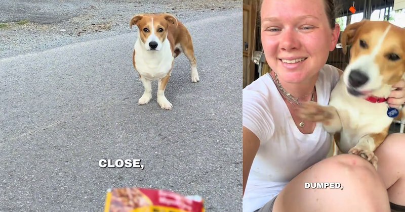 Fear-filled ditched doggo finally learns love again after accepting rescuer’s offer of food, cuddles safety after months of evading capture threats to eliminate pup who: ‘Was dumped and mistreated, but still chooses love.’ | thumbnail includes two images one image shows a brown and white corgi mix standing on road being offered food pouch ‘close’, the other image shows woman smiling holding brown and white corgi mix ‘dumped’