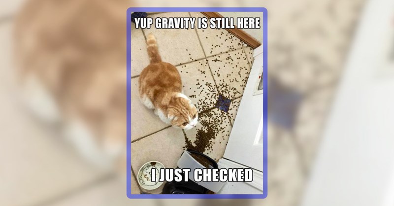 26 cat memes | thumbnail includes one meme including 'YUP GRAVITY IS STILL HERE I JUST CHECKED'