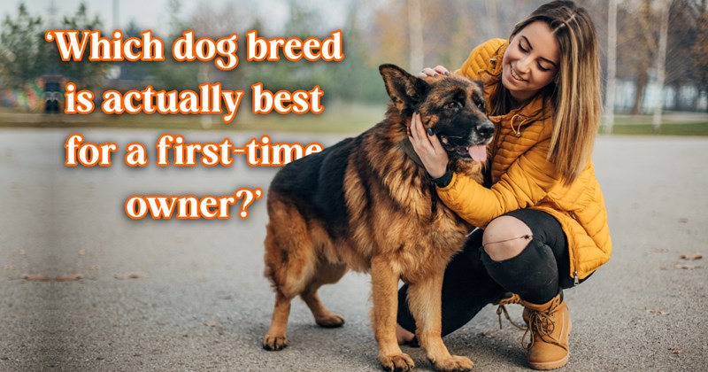 24 text pictures, 3 dog pictures, 3 dog and person pictures | thumbnail including one picture of a woman and her dog, and ‘Which dog breed is actually best for a first-time owner?’