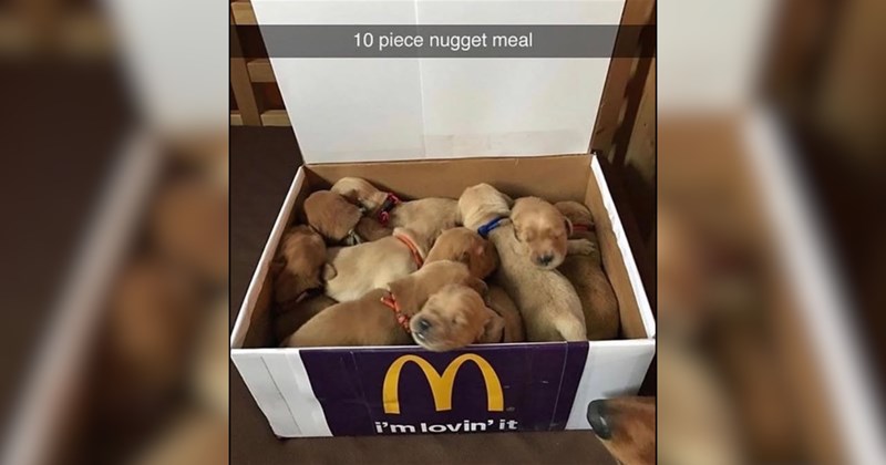 22 Dog Memes as Comforting as a Warm Cup of Ramen
