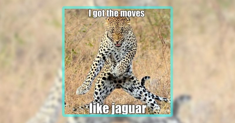 32 big cat memes | thumbnail includes one meme including 'I got the moves like jaguar'