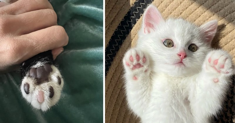 28 pictures of cats | thumbnail includes two pictures of cats 