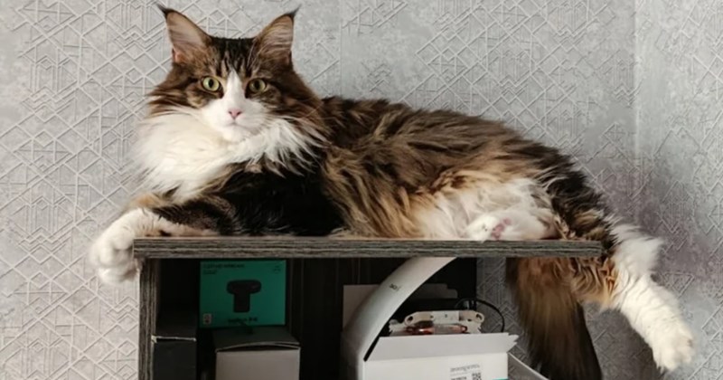 During harsh Kazakhstan winter morning, woman finds the most gentle purebred Maine Coon waiting to be taken to the warmth of a furrever home