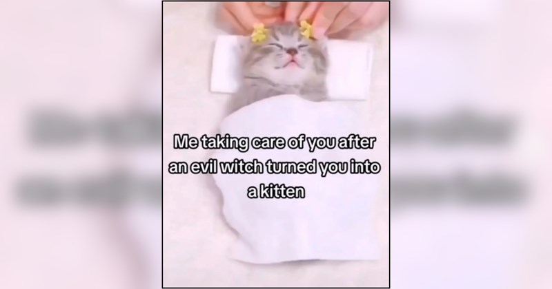 A Roaring Fireplace of Cat Memes to Curl Up With a Cozy Pet