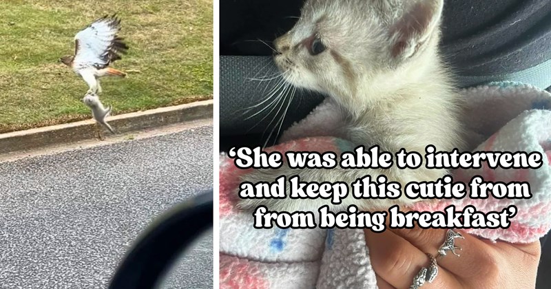 Story of kitten rescue from hawk | Thumbnail includes one picture of a hawk and a kitten, and one picture of a kitten in a blanket including '‘She was able to intervene and keep this cutie from from being breakfast’'