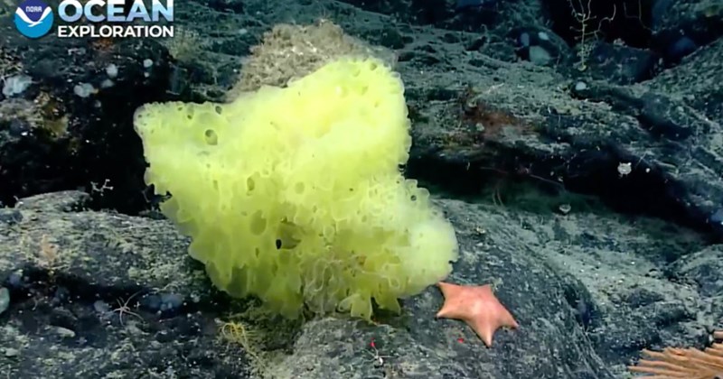 Video of ocean life relating to Spongebob Squarepants | Thumbnail includes one picture of a sea star and sea sponge underwater including 'NOAA OCEAN EXPLORATION'
