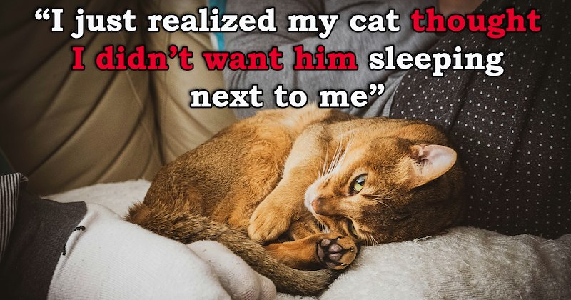 story about someone finding out that their cat thinks they don't want the cat sleeping with them and fixing it | thumbnail includes one image of a cat curled up next to someone 'I just realized my cat thought I didn’t want him sleeping next to me'