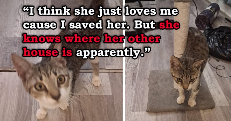 story about someone rescuing a kitten from a tree only to find out she belongs to a neighbor and has been living in both houses | thumbnail includes two pictures of a cute cat 'I think she just loves me cause I saved her. But she knows where her other house is apparently.'