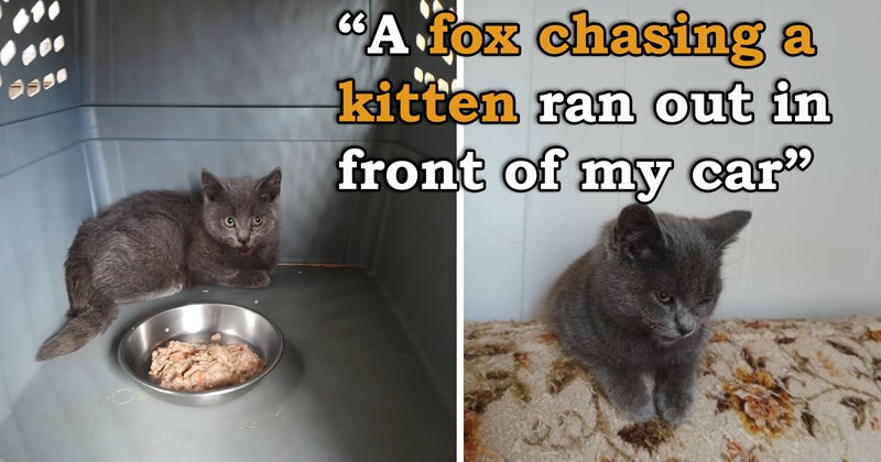 story about a person rescuing a kitten who was chased by a fox | thumbnail includes two pictures of a cute gray kitten 'A fox chasing a kitten ran out in front of my car'