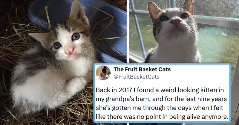 viral cat tweets from X | thumbnail includes one picture of a kitten with a cleft lip and a cat with a cleft lip and one tweet 'The Fruit Basket Cats @FruitBasketCats Back in 2017 I found a weird looking kitten in my grandpa's barn, and for the last nine years she's gotten me through the days when I felt like there was no point in being alive anymore.'