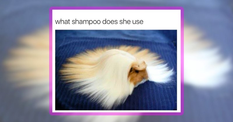 21 pet memes | thumbnail includes one meme including 'what shampoo does she use'