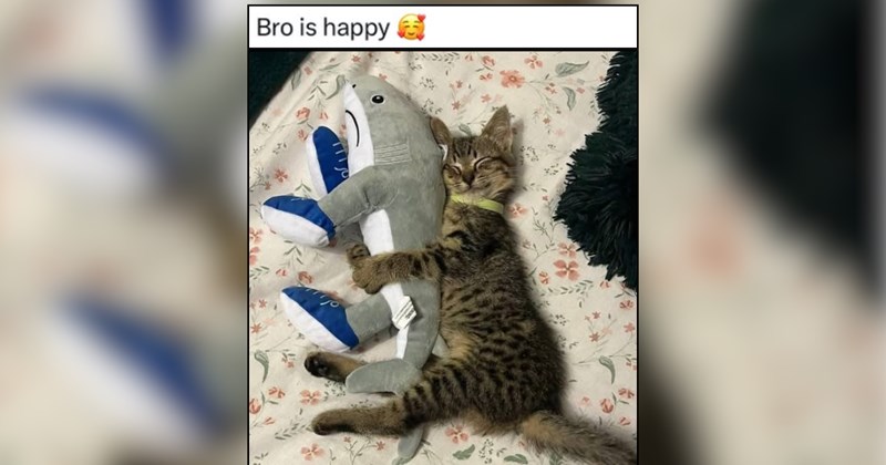 24 Sweet Little Creatures to Give You a Kiss on the Forehead Feeling 