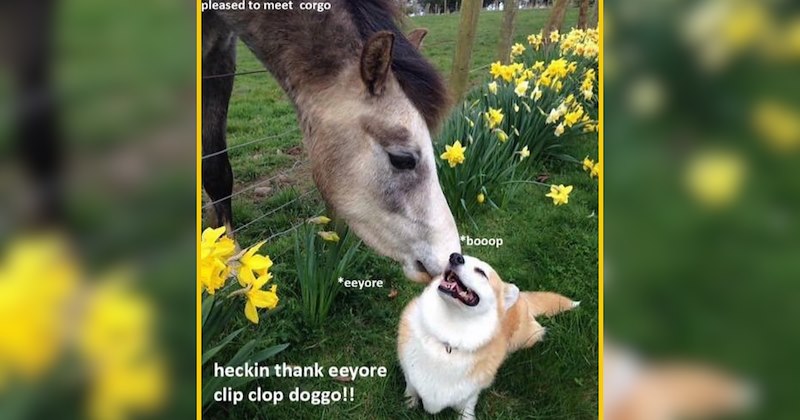 25 Barn Animals For Low and Slow Mornings of Calm Comfort 