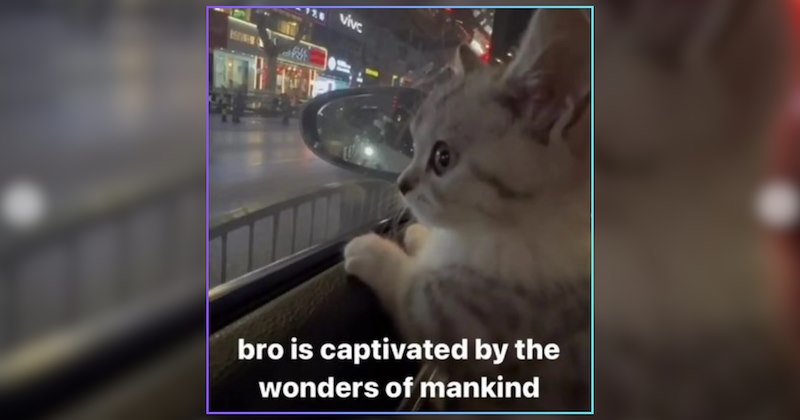 21 Wise Cat Memes for the Philosophical Soul