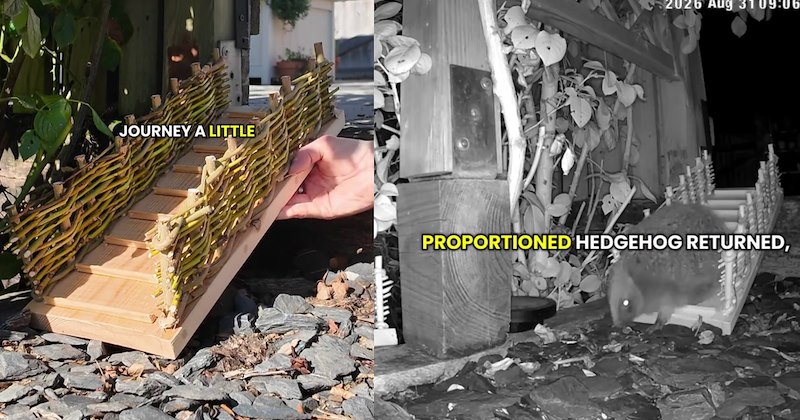 Handy hooman helps hedgehog by building tiny patio stairs , but when cute creature falls he rushes ensure his creation is up critter code: ‘I’m now utterly committed to building whatever I can for this hedgehog.’ | thumbnail includes two images one image shows a small wooden staircase with wood weave handrails ‘journey a little’, the other image shows night vision hedgehog walking down staircase ‘proportioned hedgehog returned’