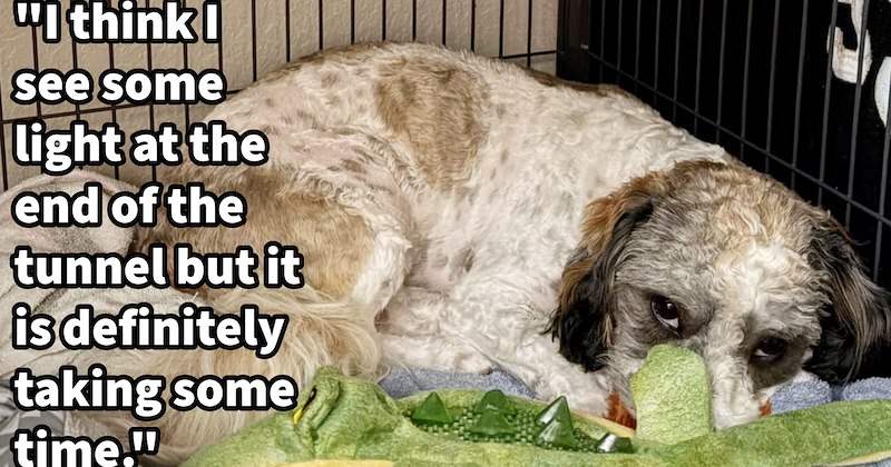 Terrified dog takes brave first steps out carrier new furever home after spending 11 weeks frozen fear thanks new pawrent’s patience: ‘He comes out says hi to me.’ | thumbnail includes one image which shows a white and brown fluffy dog hiding in cage ‘“I think I see some light at the end of the tunnel but it is definitely taking some time.”’