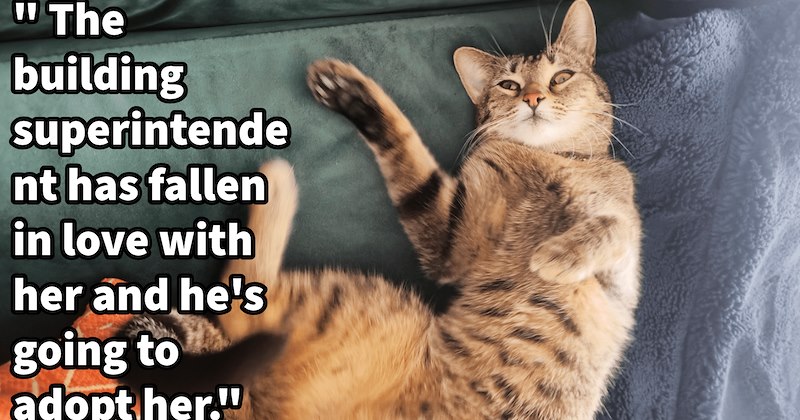 Female kitten dumped outside apartment building because ‘she deserves to have babies’, given loving home far from negligent pawrent and pregnancy with building superintendent: ‘For now she's recovering at mine , much to my dogs' disappointment.’ | thumbnail includes one image which shows a tabby cat lying on back in bed ‘“The building superintendent has fallen in love with her and hes going to adopt her.”’