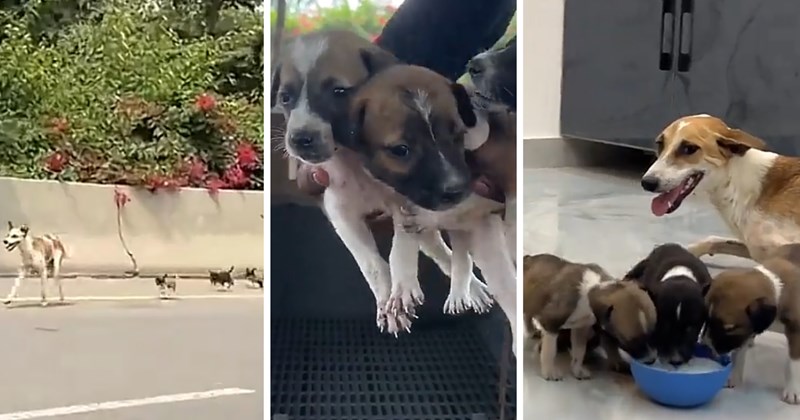 Rescues & Adoption heartwarming story mama dog puppies highway rescue cute puppies wholesome animals forever home viral animal rescue video dog adoption Dog Rescue - 46793221
