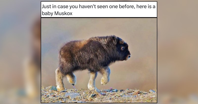 24 Appalachian Country Critters for a Whimsical Dose of Dolly Parton Nostalgia